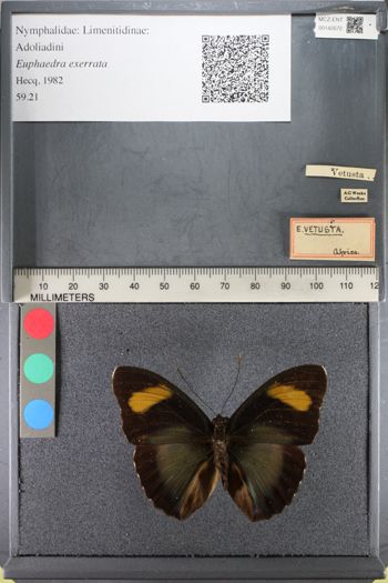 Media type: image;   Entomology 142672